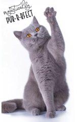 RUČNÍK KOČIČKAvel.uni